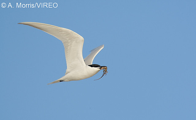 Gull-billed Tern m17-74-081.jpg